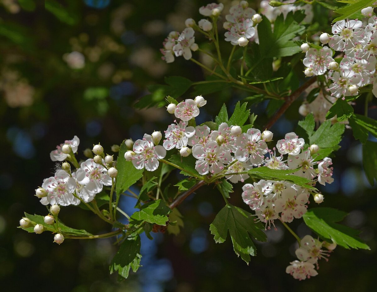 Aubépine en fleurs